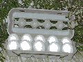 Kuva kananmunista