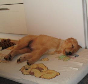 Koiran unta joka suunnalta