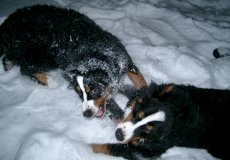 Lumi plly koirien leikkiess