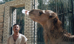 Camel drinking Cola